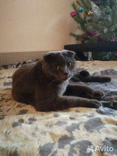 Котик в добрые руки