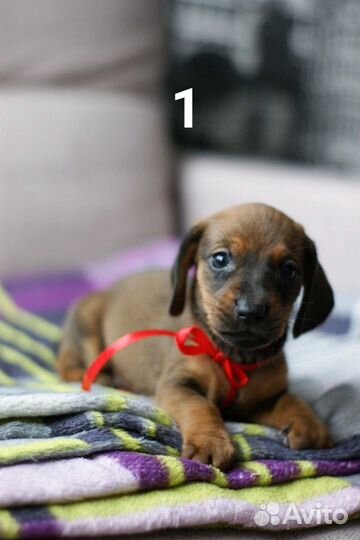 Щенок шоколадной таксы