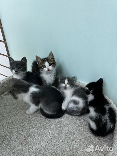 Котята в добрые руки