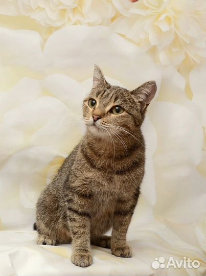 Кошечка в добрые руки