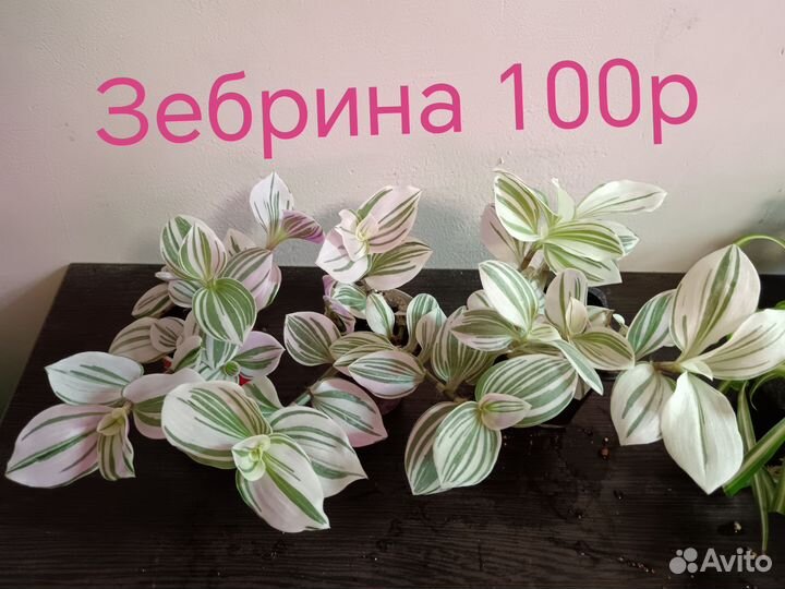 Сциндапсус