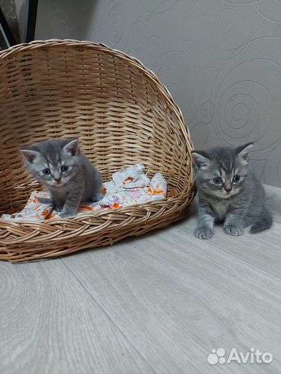 Шотландские котята