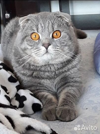 Шотландский кот