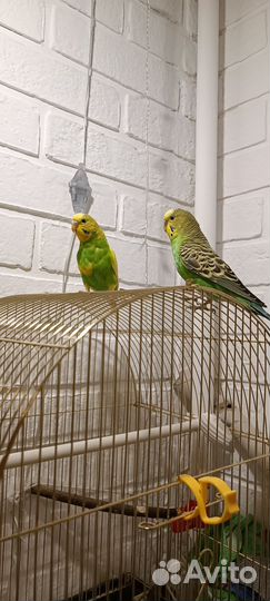 Забронирован. Волнистый попугай с клеткой