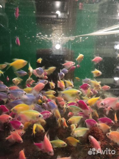 Тернеция гло фиш