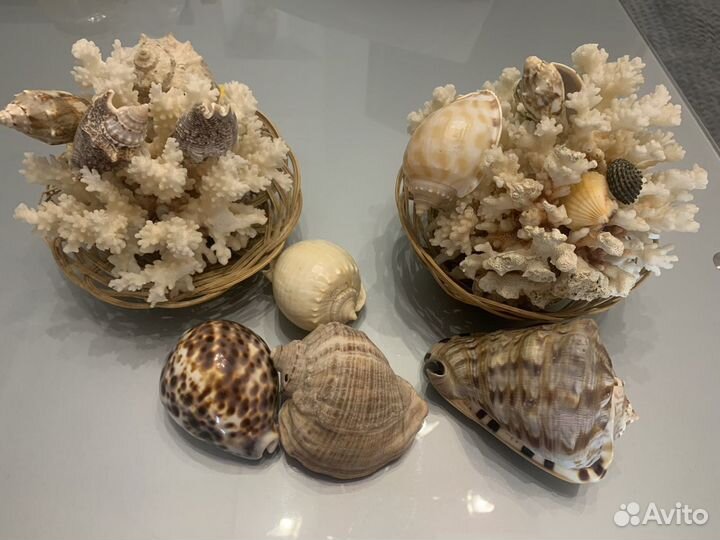 Кораллы, ракушки