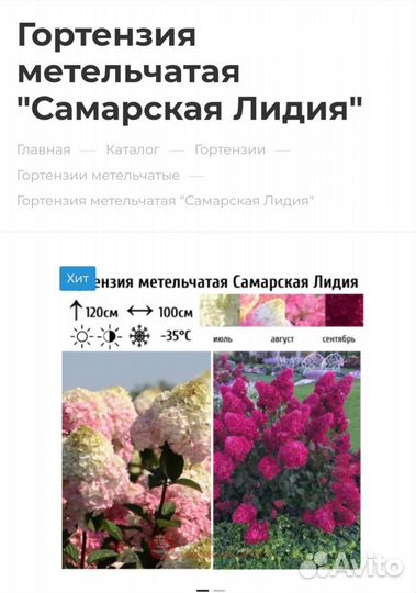 Гортензии метельчатые