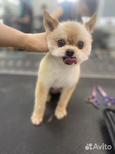 Груминг грумер стрижка собак