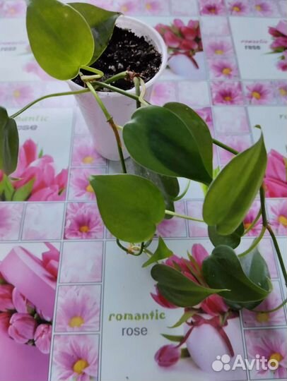 Филодендрон лазящий