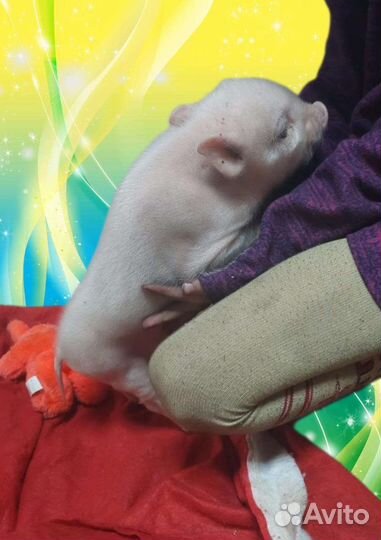 Карликовая свинка