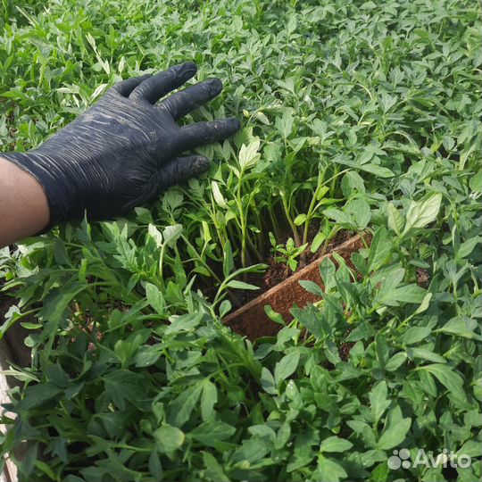 Рассада для Петровича