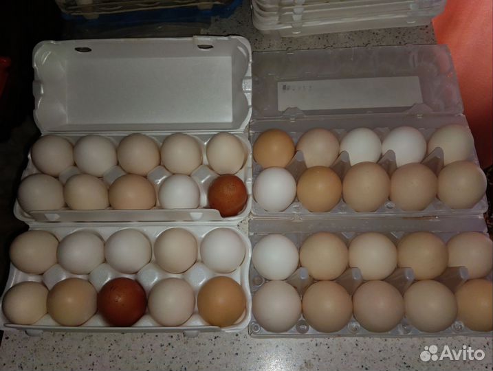 Домашние куриные яйца