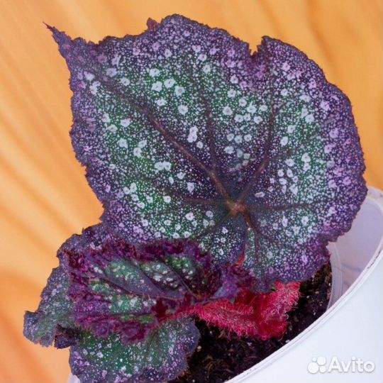 Сортовые декоративные бегонии