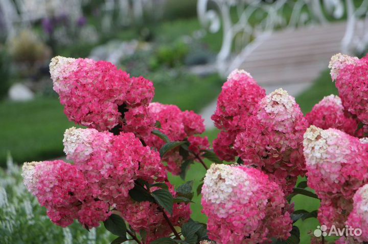 Гортензия метельчатая