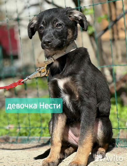 Собака и щенок ищут дом
