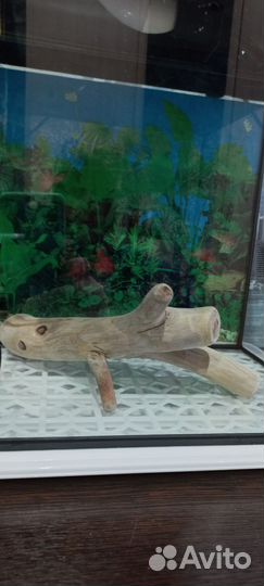 Аквариум