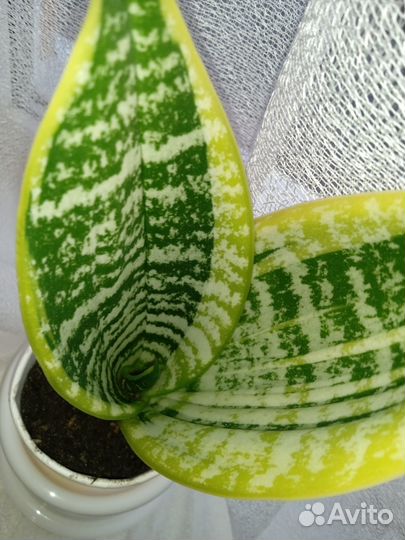 Сансевиерия трехполосная, средняя высота