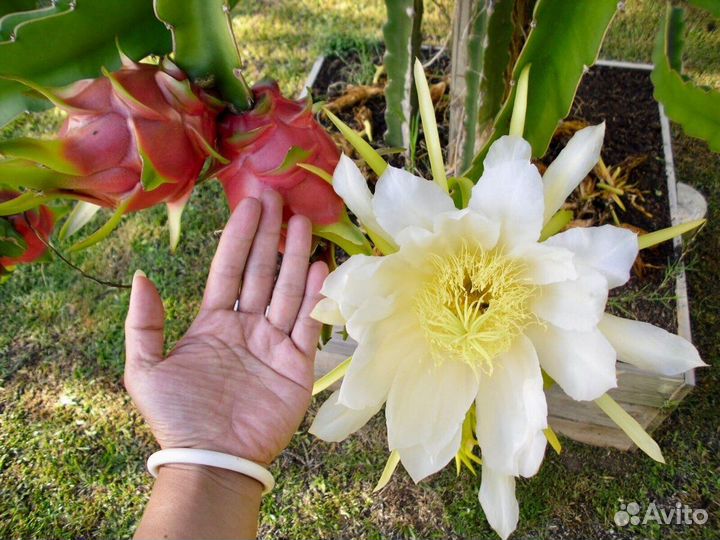 Питахайя съедобный необыкновенный тропический фрук