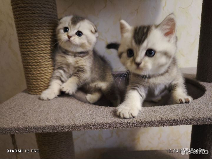 Шотландские котята