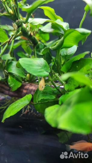 Аквариумные рыбки, креветки, цихлиды