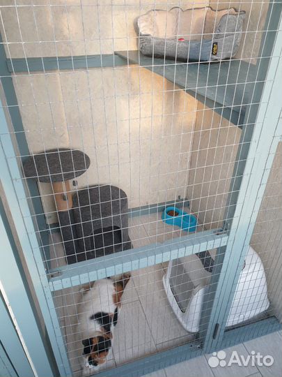 Зоогостиница, передержка животных