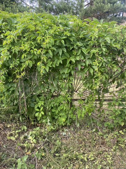 Дача 40 м² на участке 6 сот.