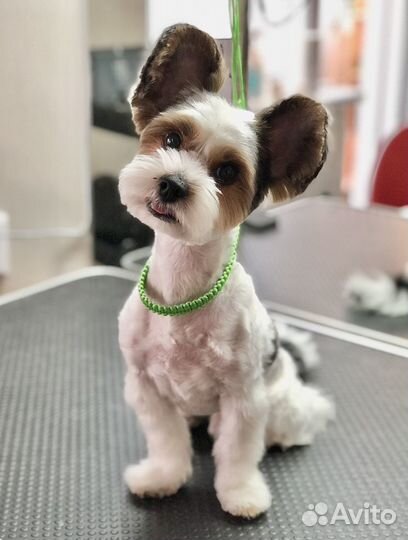 Груминг. Стрижка кошек и собак