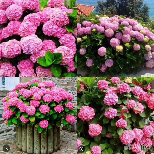 Гортензия крупнолистная розовая