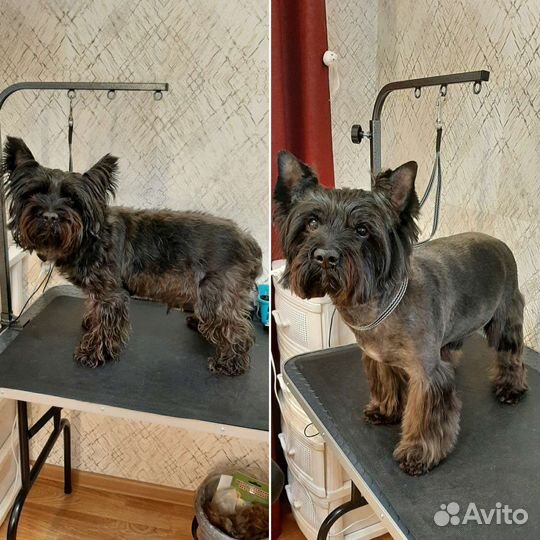 Стрижка собак породы Йоркширский терьер