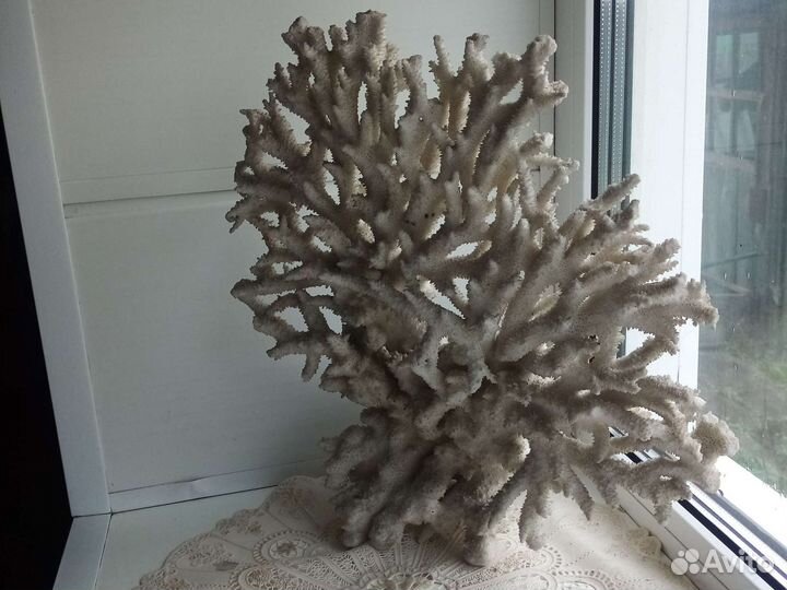 Морские кораллы