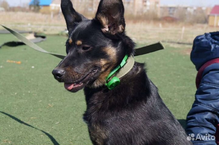 Собака в добрые руки отдам бесплатно