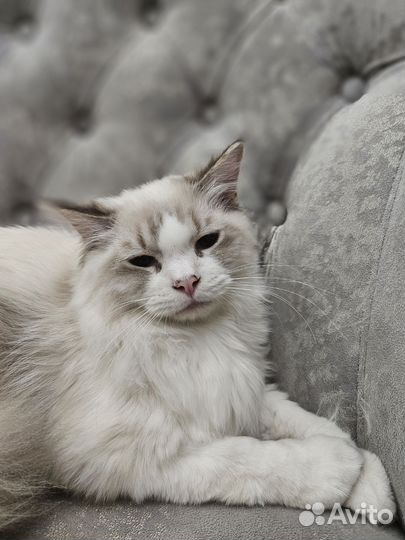 Регдолл котёнок