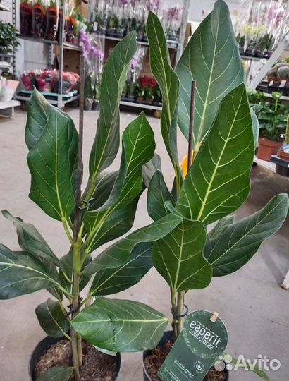 Фикус бенджамина джой