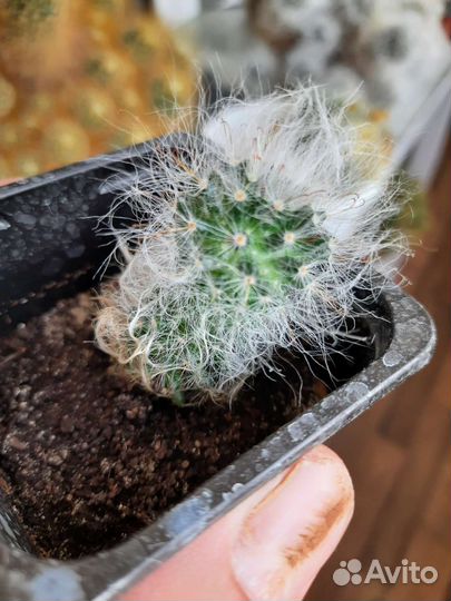 Кактусы маммиллярия бокасанская и побегоносная