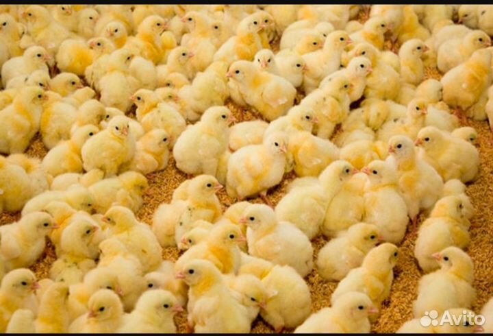 Цыплята
