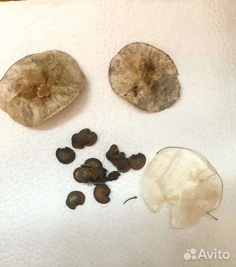 Семена лунарии (или лунника)