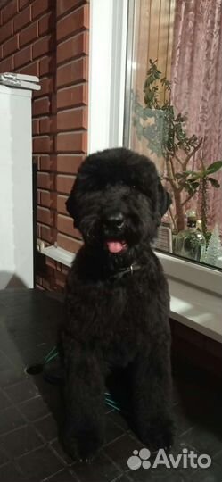 Русский черный терьер щенки