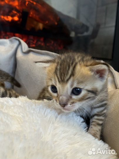 Бенгальские котята