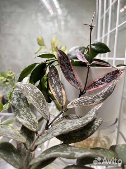 Хойя сигилатис альба