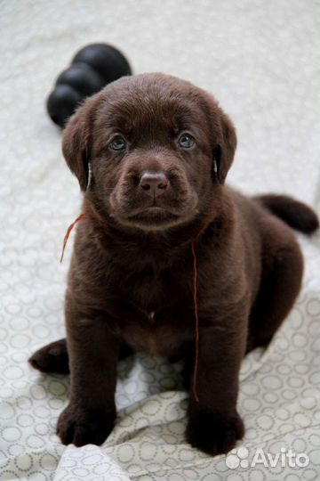 Щенки лабрадор ретривер шоколадного окраса