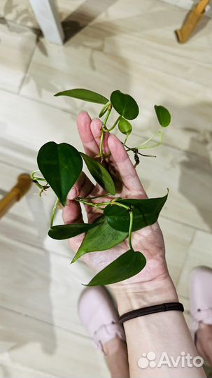 Филодендрон