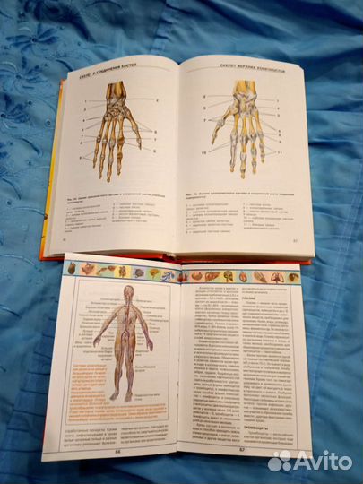 Атлас анатомии человека 2 книги