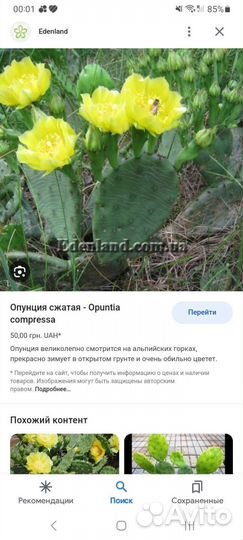 Опунция садовая