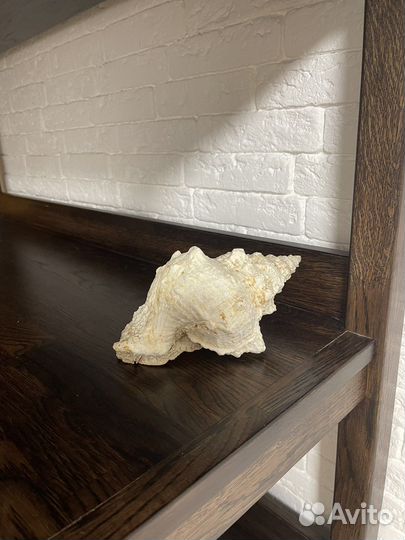 Ракушка морская большая