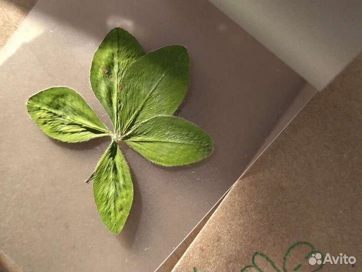 Талисман четырех пяти шести листный