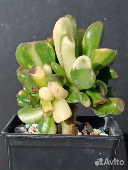 Крассула, Crassula Gollum yellow variegata