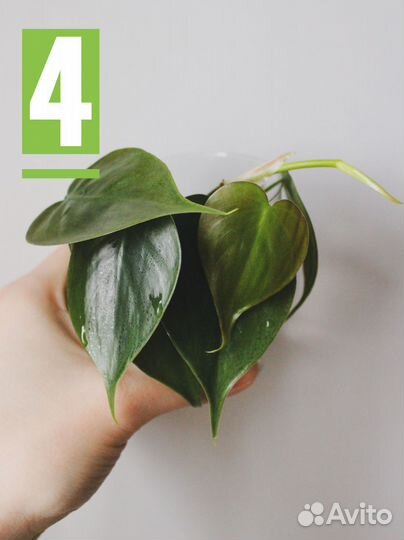 Комнатные растения