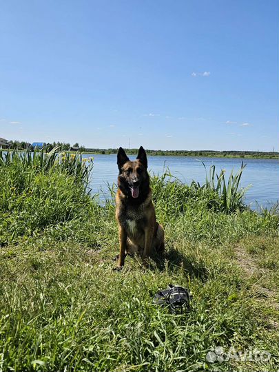 Щенки бельгийской овчарки малинуа