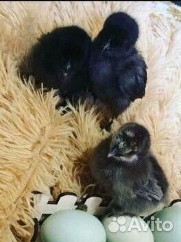 Цыплята ухейилюй суточные