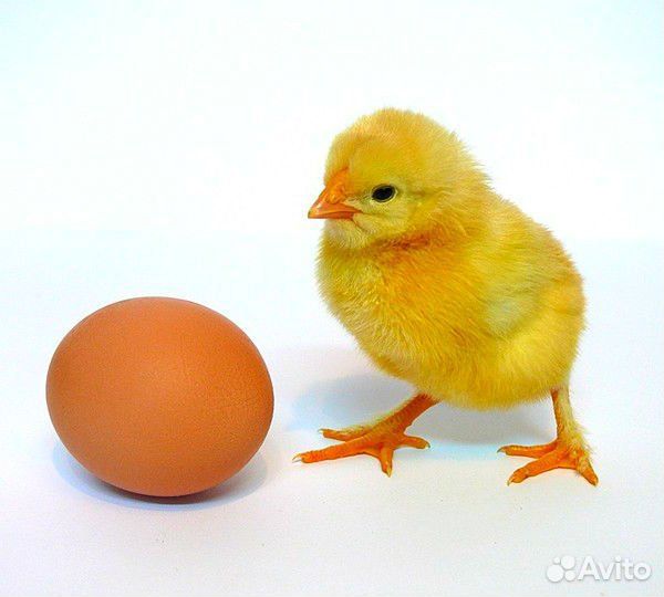 Инкубационное яйцо